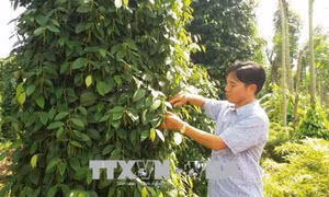 “Sống khỏe” nhờ trồng tiêu theo hướng an toàn