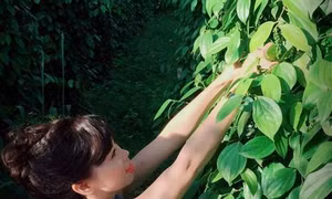 Các tỉnh Tây Nguyên vẫn phát triển tự phát cây hồ tiêu