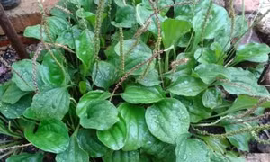 Kỹ thuật trồng cây mã đề 
