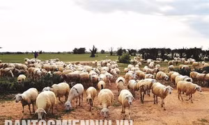 Chăm sóc vật nuôi mùa khô hạn