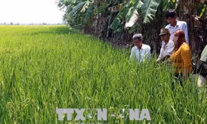 Kiên Giang phát triển mô hình hợp tác xã kiểu mới