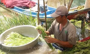 Đồng bằng sông Cửu Long mùa nước nổi - Bài cuối
