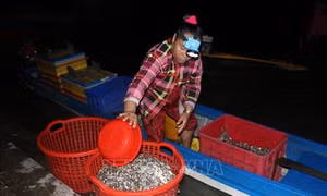 Đồng bằng sông Cửu Long mùa nước nổi - Bài 4