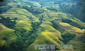 Sức hút du lịch mùa thu ở vùng cao Lào Cai