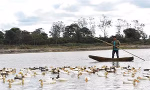 Anh La Văn Dũng làm giàu từ mô hình đa cây đa con