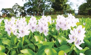 Nhiều mô hình phòng chống sạt lở kênh rạch vùng ngập lũ phát huy hiệu quả