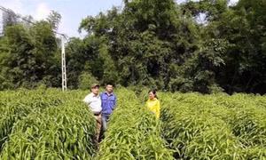 Hiệu quả từ mô hình liên kết trong phát triển sản xuất ở Cao Lộc