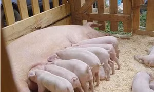 Một số lưu ý khi chăn nuôi heo trên đệm lót sinh học