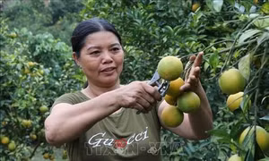 Phát triển cây cam trên vùng đất dốc ở huyện miền núi Phù Yên