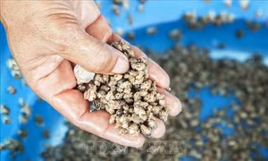 Xã đảo Tiên Hải phát triển mô hình nuôi ốc hương