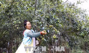 Mùa sơn tra trên đỉnh đèo Pha Đin