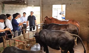 Khẳng định vị thế ngành mũi nhọn trong cơ cấu nông nghiệp Thủ đô
