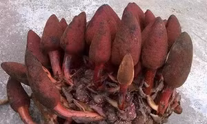 Những sản vật quý hiếm ở cao nguyên đá Hà Giang