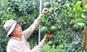 Tỷ phú cam sành Huỳnh Công Chánh trên đất phèn