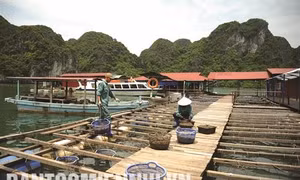 Nghề nuôi trai lấy ngọc trên Vịnh Hạ Long