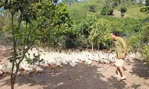 Anh Võ Văn Đông cho vịt ăn cây chuối, rau rừng, ngô xay kiếm tiền đều tay