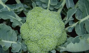 Kỹ thuật trồng rau súp lơ xanh 