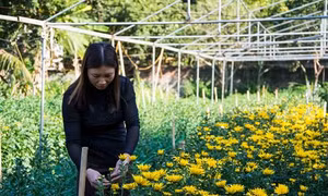 Vựa hoa vùng lòng chảo thung lũng Mường Thanh đón Tết
