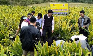 Trồng nghệ là hướng phát triển mới cho nông dân Bắc Kạn