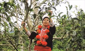 Nâng cao giá trị cây chè Tuyên Quang