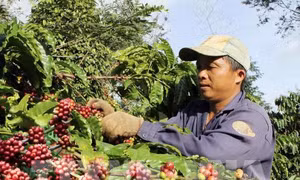 Chế biến tinh cà phê ở Đắk Lắk vẫn còn nhiều hạn chế