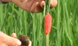 Phòng trừ ốc bươu vàng