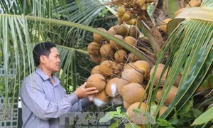 Ông Lý Văn Sáu thoát nghèo nhờ chuyển đổi sản xuất theo mô hình nông nghiệp đô thị