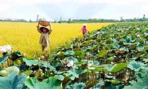 Trồng sen trên đất lúa cho lợi nhuận cao ở Đồng Tháp