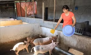 Bệnh phù thũng ở heo con