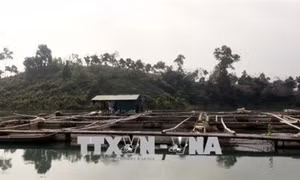 Triển vọng nuôi trai nước ngọt lấy ngọc tại Hồ Núi Cốc