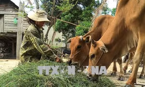 Gia Lai thay đổi tập quán chăn nuôi lạc hậu nhằm giảm ô nhiễm môi trường