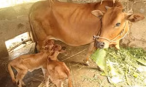 Kỹ thuật nuôi bò sinh sản và bê lai