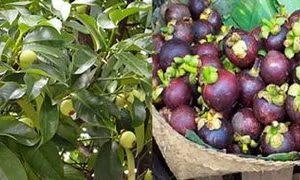 Kỹ thuật trồng cây măng cụt cho quả sai trĩu cành