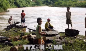 Vẫn còn tình trạng trẻ em liều mình vớt củi trên dòng nước lũ ở Điện Biên