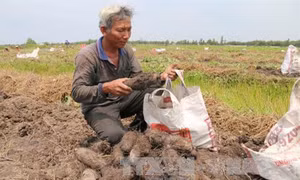 Nông dân Tiền Giang bội thu nhờ khoai mỡ đầu vụ được giá