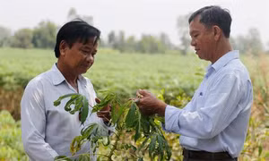 Long An khuyến cáo người dân chọn giống sắn tránh bị bệnh khảm lá