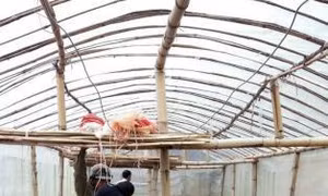 Hỗ trợ cải thiện thu nhập của nông dân thông qua tái thiết nông nghiệp khu vực đồi núi Sơn La