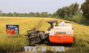 Chuyển giao kỹ thuật canh tác lúa bền vững cho nông dân vùng ngập lũ ở Tiền Giang