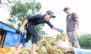 Liên kết sản xuất tiêu thụ sản phẩm “Sầu riêng Đạ Huoai”