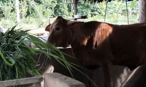 Cần làm rõ việc cung ứng con giống hỗ trợ hộ nghèo không đảm bảo chất lượng ở Định Hóa