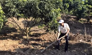 Hiệu quả kinh tế vượt trội từ cây nhãn ghép ở huyện Sông Mã