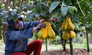 Phật thủ Đắc Sở chuẩn bị vào vụ cuối năm