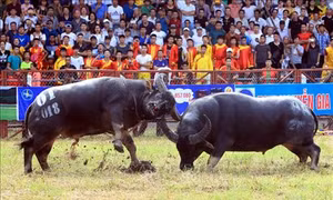 Lễ hội chọi trâu Đồ Sơn năm 2018