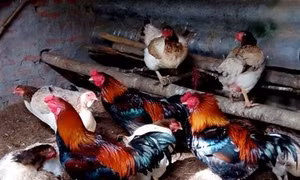 Nhân thuần giống gà Móng quý hiếm
