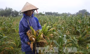 Phát hiện sớm cây ngô thiếu dinh dưỡng