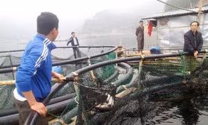 Hoà Bình hỗ trợ các dự án nuôi trồng thủy sản thâm canh tập trung