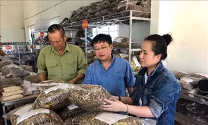 Du lịch canh nông – hướng đi mới của du lịch Nghệ An