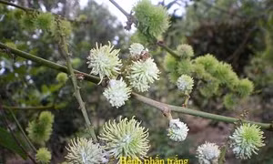 Phòng trừ bệnh phấn trắng gây hại chôm chôm trong mùa mưa