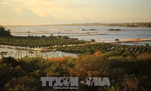 Thừa Thiên Huế đẩy mạnh trồng rừng ven biển và vùng đầm phá