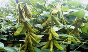 Phòng trị sâu bệnh hại đậu tương đông